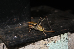 Eupholidoptera megastyla