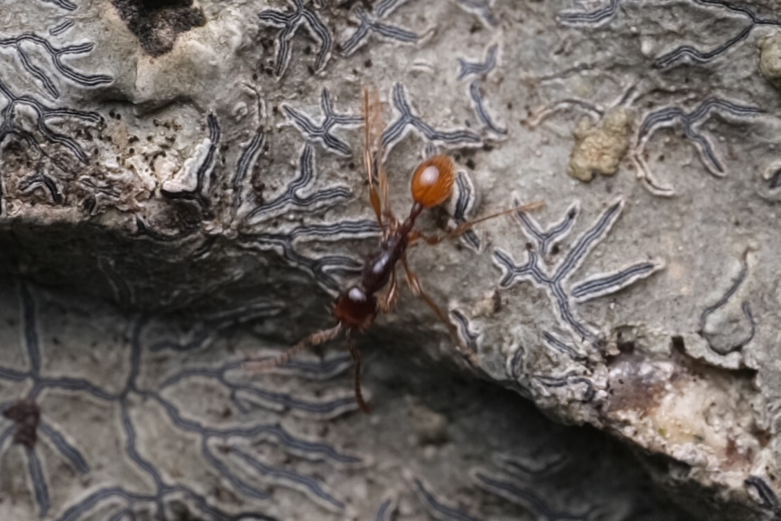 Aenictus fuchuanensis