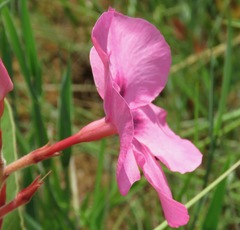 Mandevilla illustris