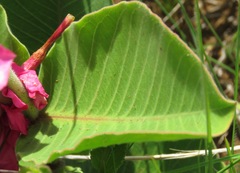 Mandevilla illustris