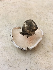 Hygrophorus ponderatus