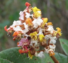 Byrsonima variabilis