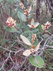 Byrsonima variabilis