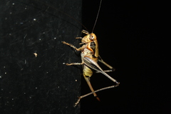 Eupholidoptera megastyla