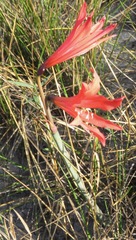 Hippeastrum cipoanum
