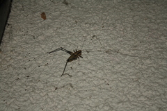 Eupholidoptera megastyla