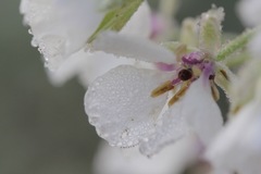 Dimorphocarpa candicans