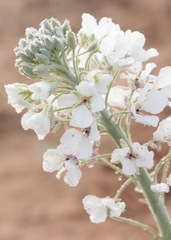 Dimorphocarpa candicans