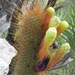 Cipocereus - Photo (c) Rich Hoyer, some rights reserved (CC BY-NC-SA), uploaded by Rich Hoyer