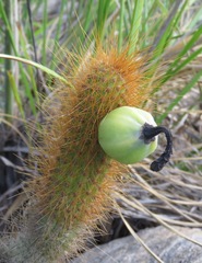 Cipocereus pleurocarpus