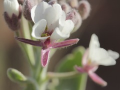 Dimorphocarpa candicans