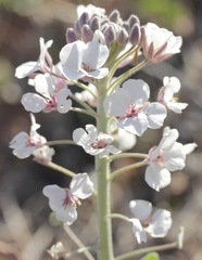 Dimorphocarpa candicans