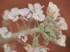 Dimorphocarpa candicans