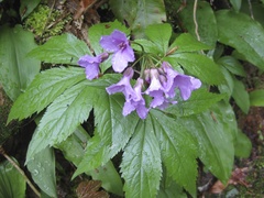 Cardamine pentaphyllos