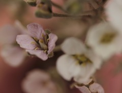 Dimorphocarpa candicans