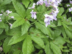 Cardamine pentaphyllos