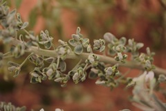 Dimorphocarpa candicans