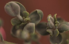 Dimorphocarpa candicans