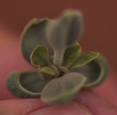 Dimorphocarpa candicans