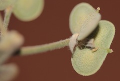 Dimorphocarpa candicans