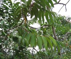 Xylopia aromatica