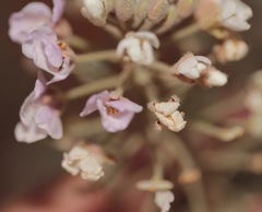 Dimorphocarpa candicans