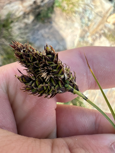 Copper-scale Sedge (Carex chalciolepis)