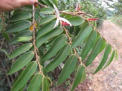 Xylopia aromatica