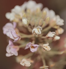 Dimorphocarpa candicans