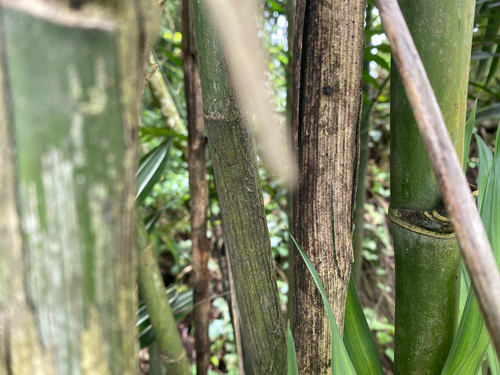 Chamaedorea costaricana, photograph 1