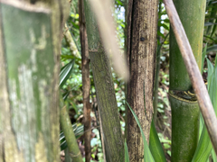 Chamaedorea costaricana, photograph (c) Pat Hall, some rights reserved (CC BY)