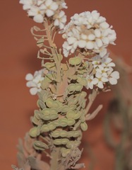 Dimorphocarpa candicans