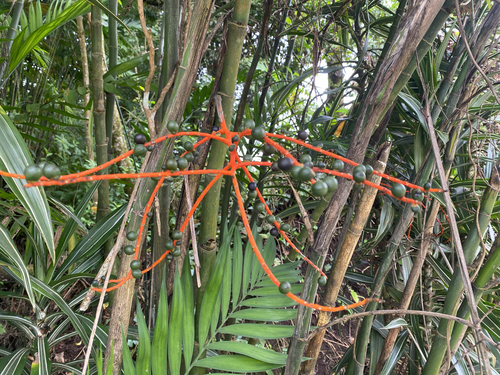 Chamaedorea costaricana