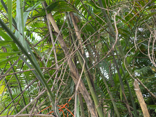 Chamaedorea costaricana, photograph 2