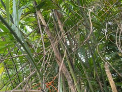 Chamaedorea costaricana, photograph (c) Pat Hall, some rights reserved (CC BY)