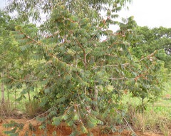 Xylopia aromatica