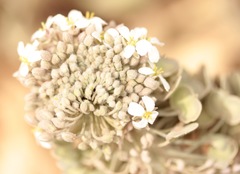 Dimorphocarpa candicans