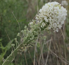 Dimorphocarpa candicans