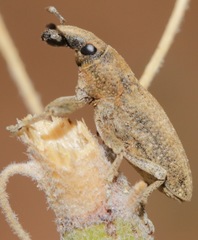 Scaphomorphus