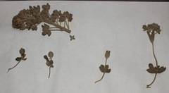 Dimorphocarpa candicans