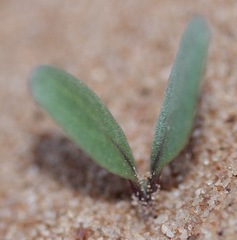 Dimorphocarpa candicans