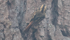 Aphrastura spinicauda