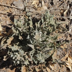 Dimorphocarpa candicans