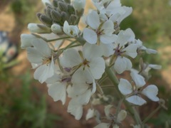 Dimorphocarpa candicans