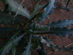 Dimorphocarpa candicans