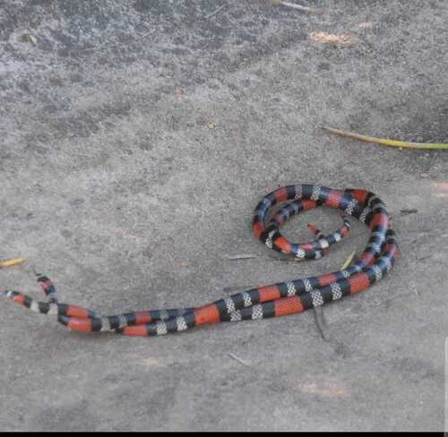 Brazilian ribbon coral snake, Micrurus carvalhoi