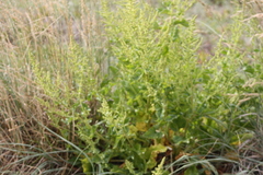 Beta vulgaris cicla