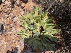 Glottiphyllum linguiforme, photograph (c) Christina, some rights reserved (CC BY)