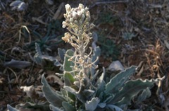 Dimorphocarpa candicans