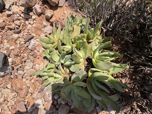Glottiphyllum linguiforme, photograph 2